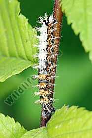 C-Falter Raupe