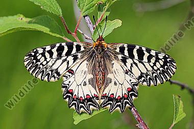 Osterluzeifalter