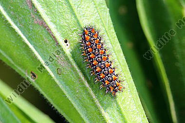 Roter Scheckenfalter Jungraupe