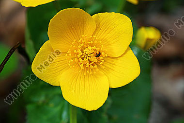 Sumpfdotterblume