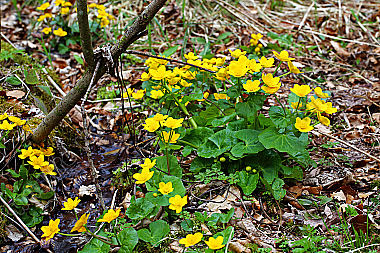 Sumpfdotterblume