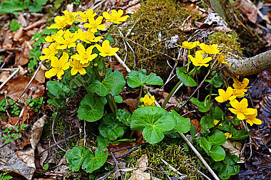 Sumpfdotterblume