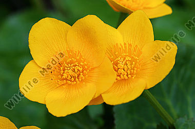 Sumpfdotterblume