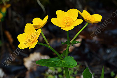 Sumpfdotterblume