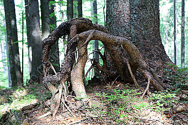 Fichtenwurzel