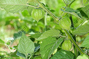Andenbeere