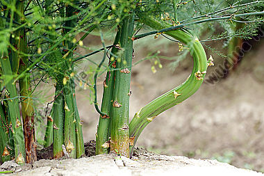 Spargel