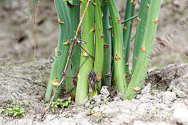 Spargel