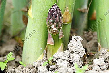 Spargel