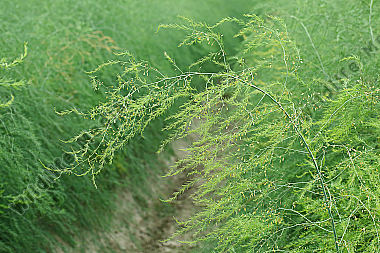 Spargel