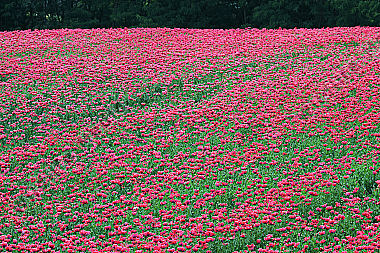 Waldviertler Graumohn