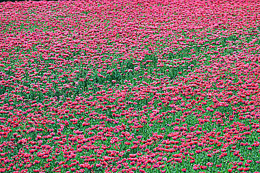 Waldviertler Graumohn