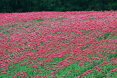 Waldviertler Graumohn