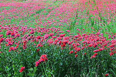 Waldviertler Graumohn
