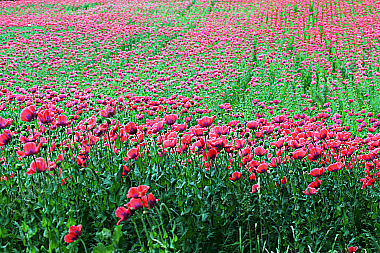 Waldviertler Graumohn