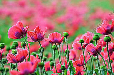 Waldviertler Graumohn