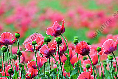 Waldviertler Graumohn