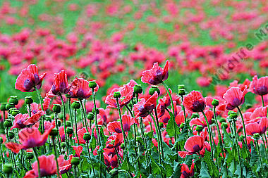 Waldviertler Graumohn