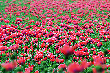 Waldviertler Graumohn