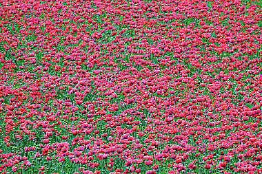Waldviertler Graumohn