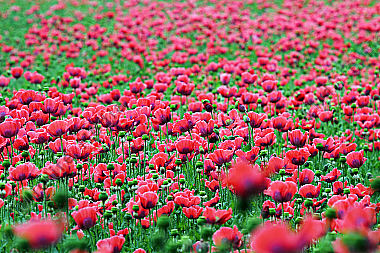 Waldviertler Graumohn