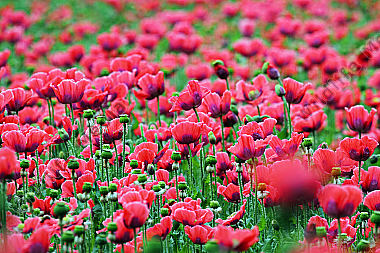 Waldviertler Graumohn