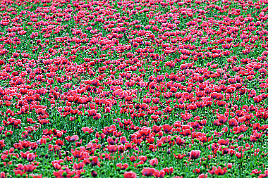 Waldviertler Graumohn