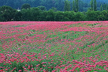 Waldviertler Graumohn