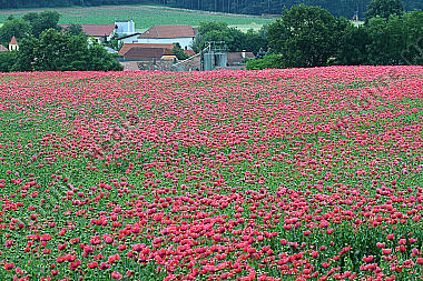 Waldviertler Graumohn