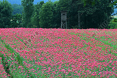 Waldviertler Graumohn