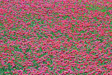 Waldviertler Graumohn