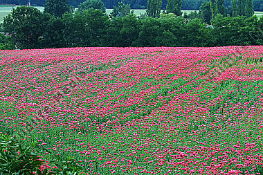 Waldviertler Graumohn