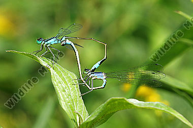 Große Pechlibelle Paarungsrad
