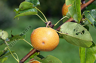 Nashi-Birne