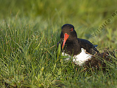Austernfischer Haematopus ostralegus