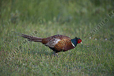 Fasan Phasianus colchicus