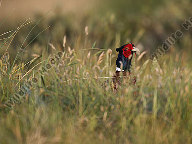 Fasan Phasianus colchicus
