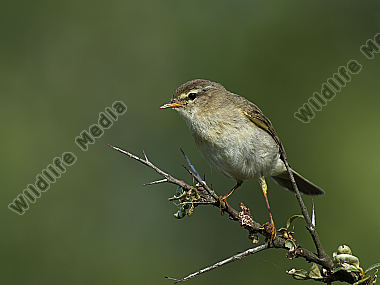 Fitis Phylloscopus trochilus