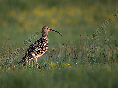 Großer Brachvogel Numenius arquata