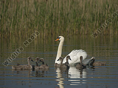 Höckerschwan Cygnus olor
