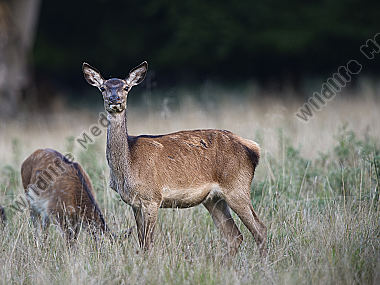 Rotwild Cervus elaphus Kopenhagen Dänemark