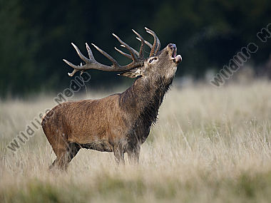 Rotwild Cervus elaphus Kopenhagen Dänemark