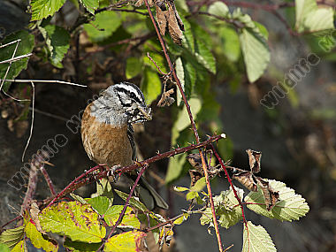 Zippammer Emberiza cia
