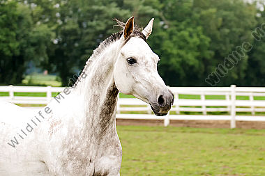 Araberpferd
