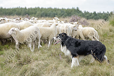 Australian Shepherd Hütehund bewacht Bentheimer Landschafe