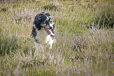 Australian Shepherd Portrait