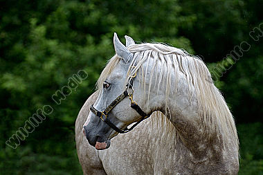 Berber Pferd Portrait
