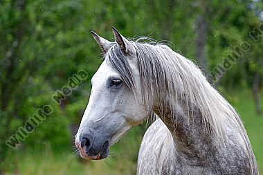 Berber Pferd