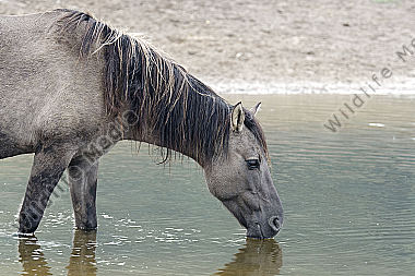 Dülmener Wildpferd an der Tränke