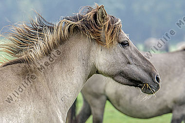 Dülmener Wildpferd
